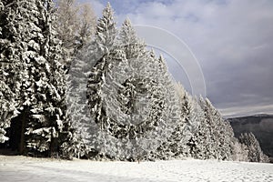 Cloudes and trees, winter landscape in Å umava in Å½eleznÃ¡ Ruda, czech republic